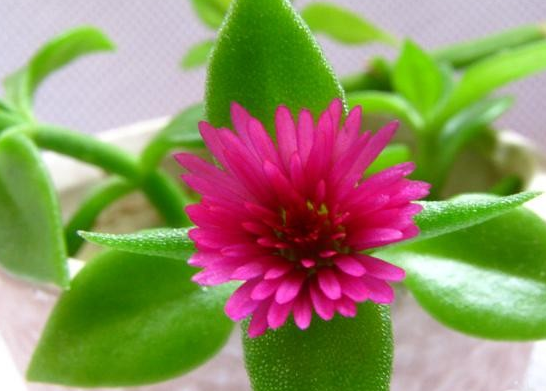 别名:露花,花蔓草,牡丹 类型:多年生常绿蔓性肉质 花期:4~10月 花色