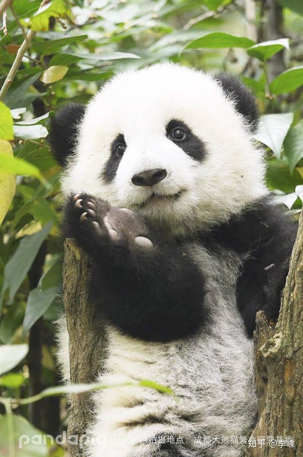 濒临灭绝的物种那么多,为什么大家独爱性冷淡的熊猫?