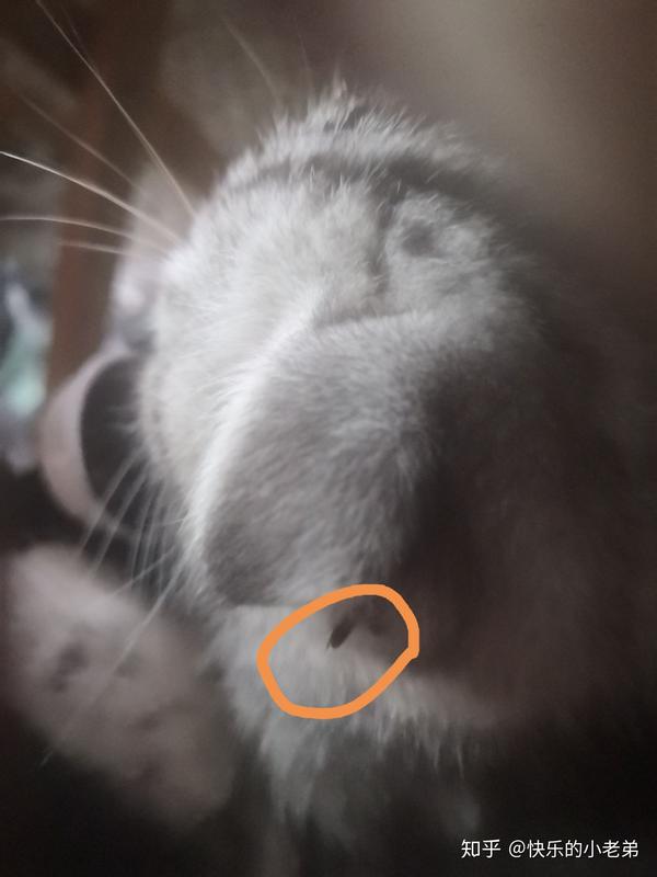 猫咪两只耳朵上都长了一天黑色的肉刺是怎么回事?