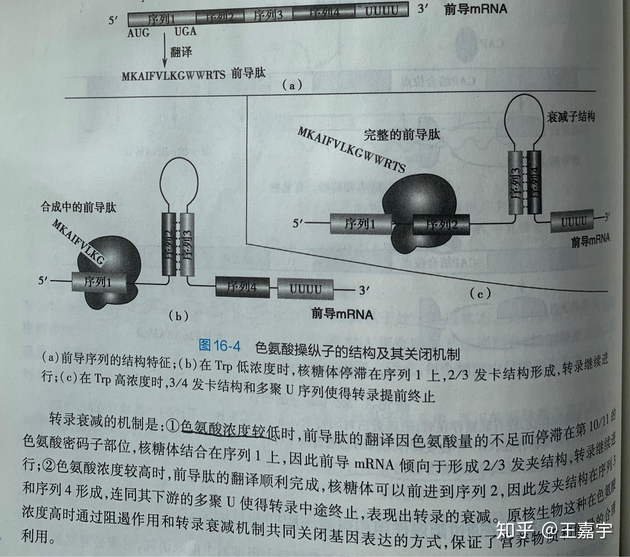 在色氨酸操纵子中如果前导序列中两个色氨酸密码子突变为终止密码子会