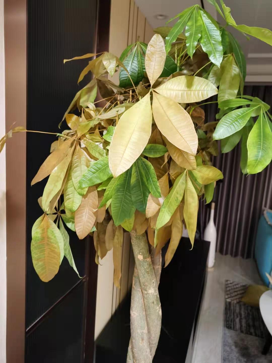 这棵发财树是病了吗万能的知友有人知道还能抢救吗