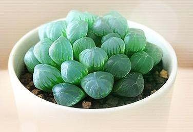 该系品种繁多,比较常见的有草玉露,玉章,姬玉露,大型玉露,毛玉露,有刺