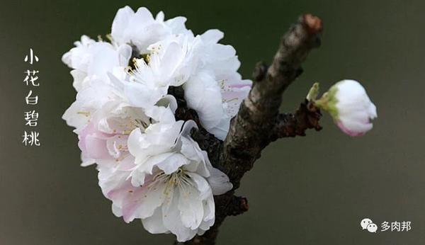 二,大花白碧桃:开较大的白花,有着圆形花瓣,绿色的花枝上密生着细毛