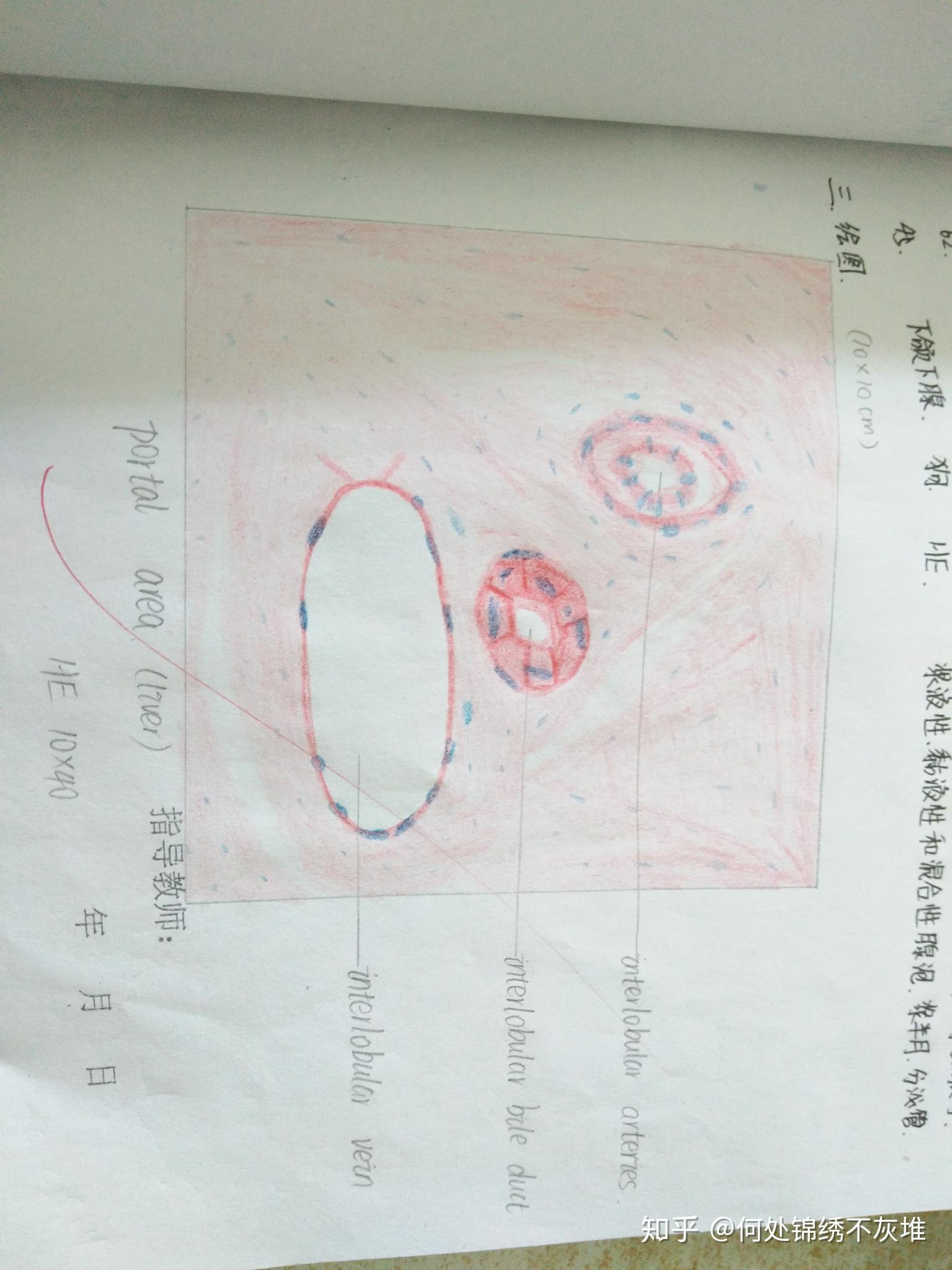 高倍镜下肝小叶和门管区红蓝铅笔手绘图