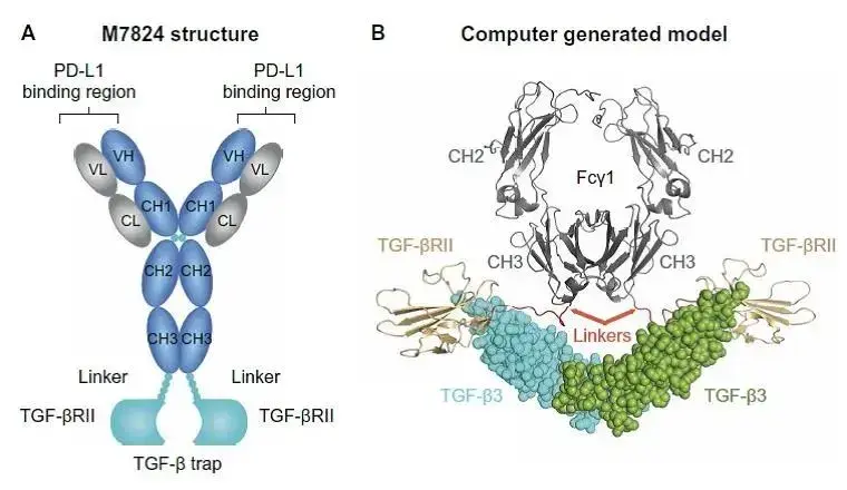 m7824由与tgf-β受体2蛋白的细胞外结构域连接的抗pd-l1单抗组成,可