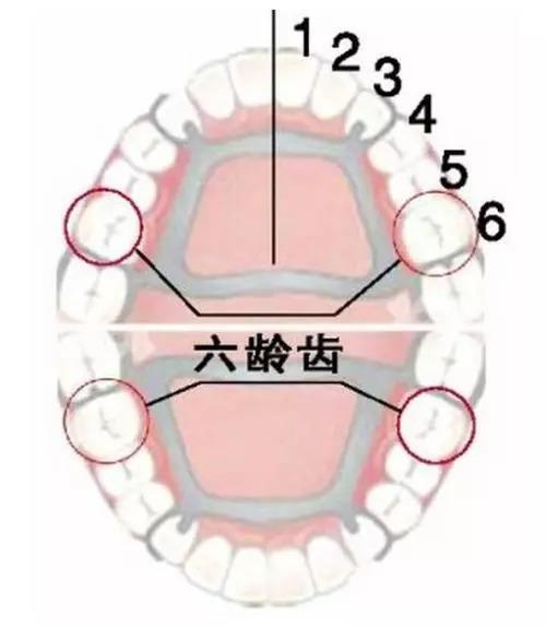 一坏误终生,宝宝的"六龄牙"还好吗?