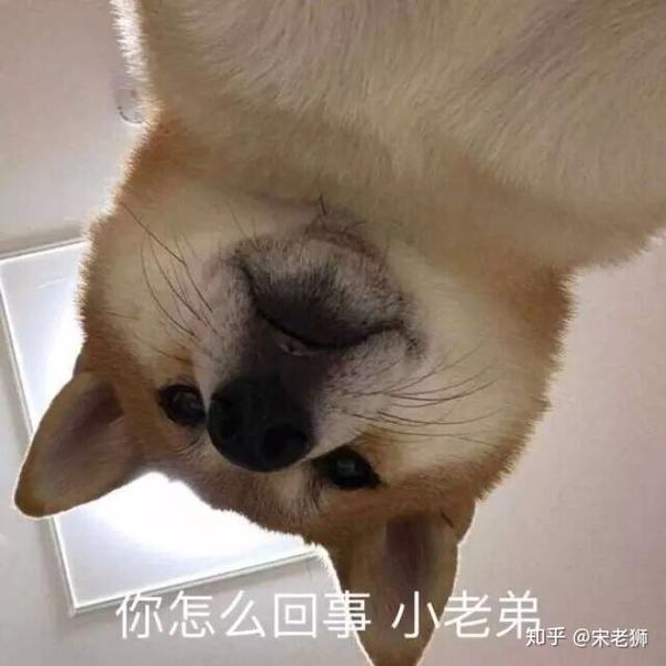 round  17……………… 来自汪星和喵星的死亡凝视