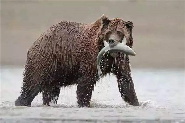 你在等风来而堪察加的棕熊在等鱼来