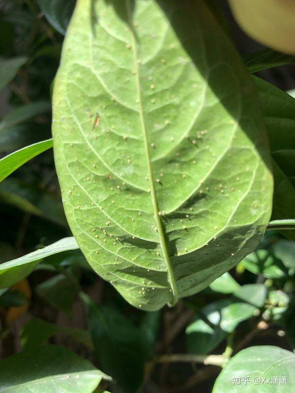 家里茉莉花叶子上有很多白色颗粒是不是虫卵求高手