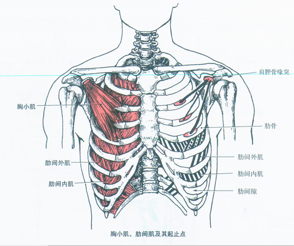 手臂支持体重时,胸大肌与附着在肩带上的肌肉一起可保持胸部直立.