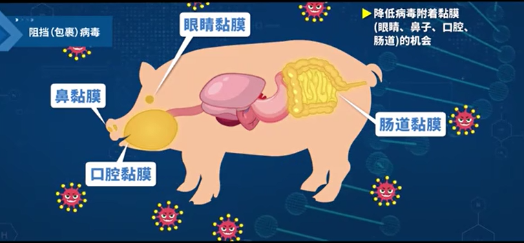 2021年非洲猪瘟高发地区前期主要出现的非瘟症状有哪些如何预防非洲