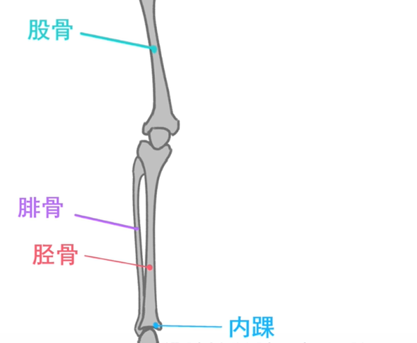 动漫人物的腿部骨骼怎么学习快来与轻微课一起学习吧