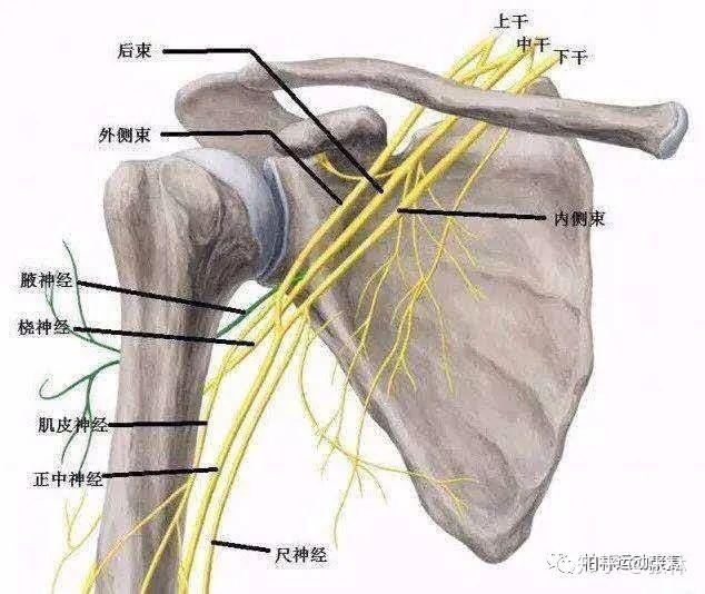 11,血管:肱骨旋内,肱骨旋外,旋肩胛骨二,运动模式评估1,盂肱关节外展