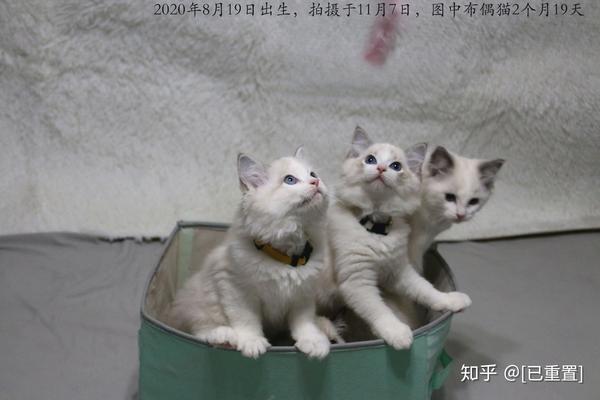 家里养了一窝布偶猫宝宝,求找好人家,家里有两只成年的布偶猫 发布于