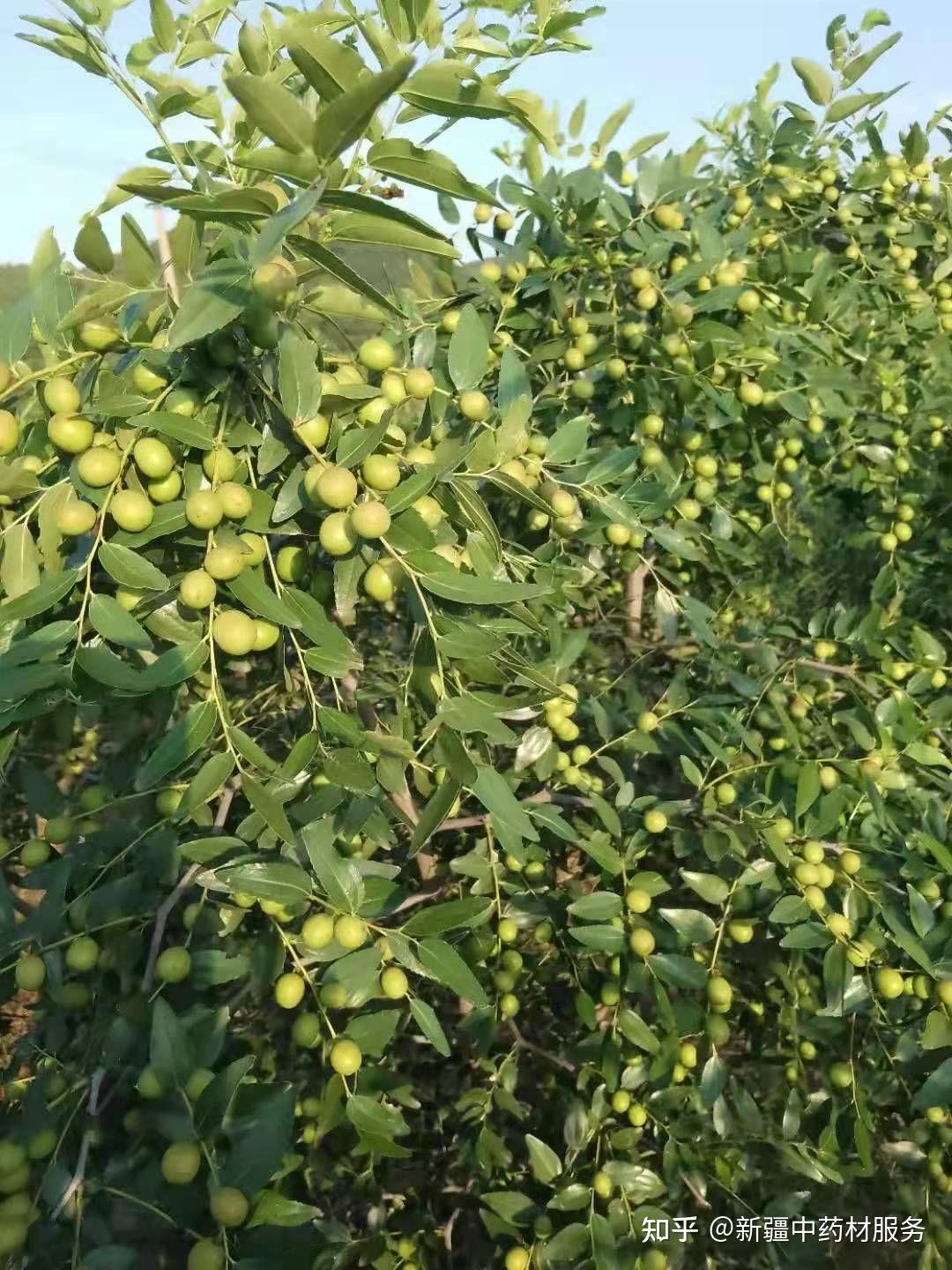 2021年酸枣仁涨价的原因分析