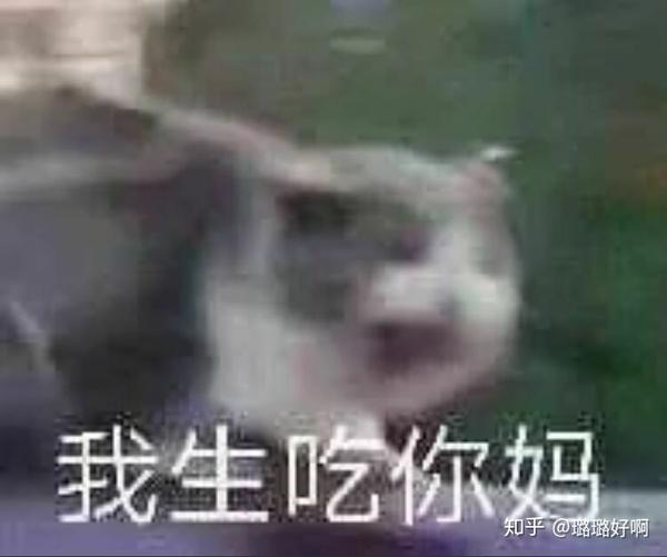 大家都有哪些沙雕猫的表情包哇?