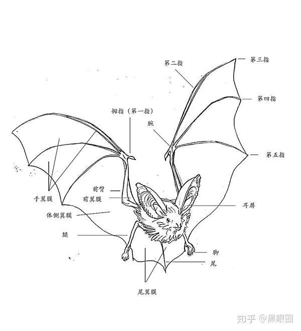 蝙蝠的身体结构示意图