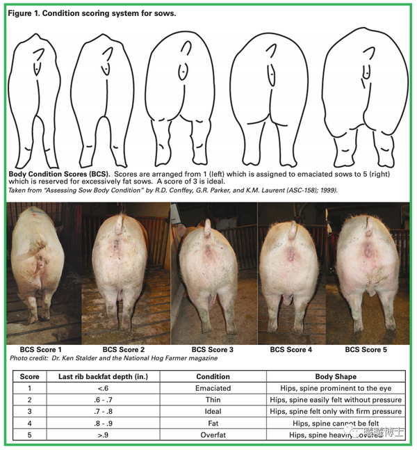(母猪体况评分系统:评分分为5档,其中第3档为母猪最佳状态;图片credit