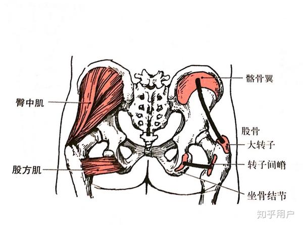 臀中肌 臀中肌(gluteus medius) 部位:在臀大肌深面 起点:髂骨翼外面