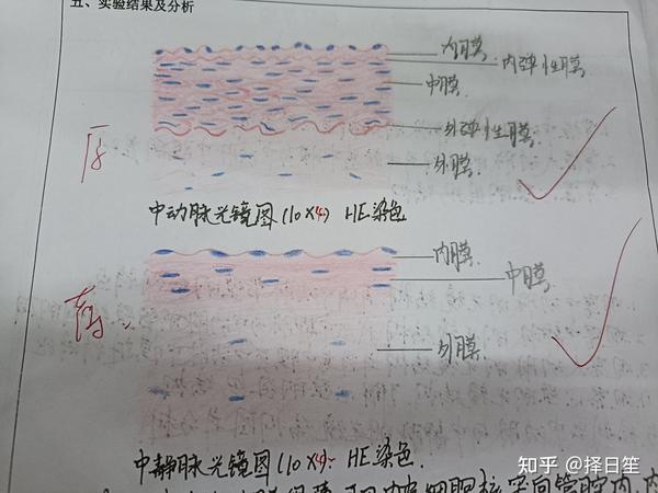 组胚红蓝铅笔绘图(he染色)