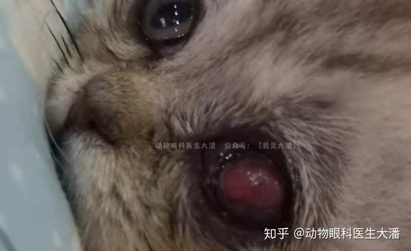 猫角膜穿孔在主人的精心护理与照料下痊愈了