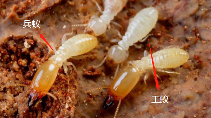 白蚁图片是什么样白蚁如何有效防治