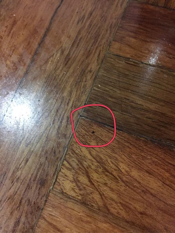 家里有跳蚤如何根除?