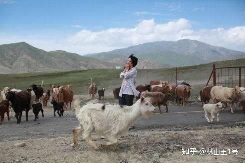 《夏牧场》:那些结实活着的哈萨克人