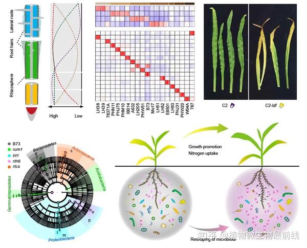 西南大学等揭示玉米根际有益微生物在农业生产减肥增效中的潜在应用