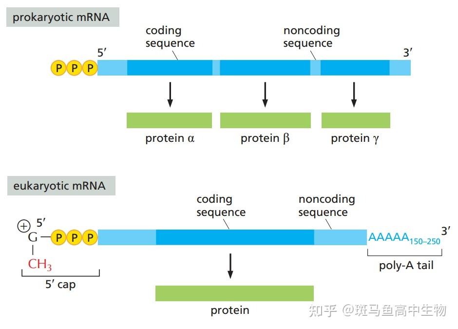 mrna5帽结构中是否含磷酸基团