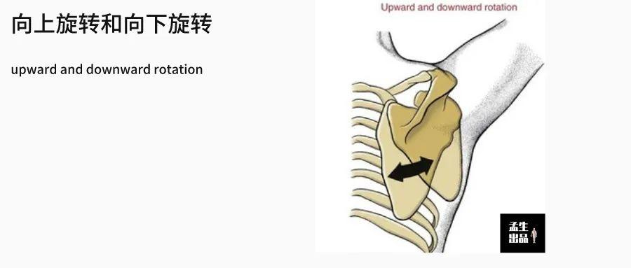 肩关节肌骨解剖学——由肩胛胸壁关节来看肩关节损伤「深度」