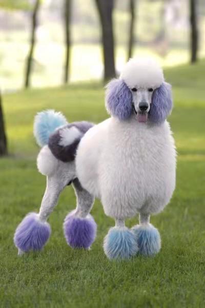 迷你贵宾(妇)犬miniature poodle