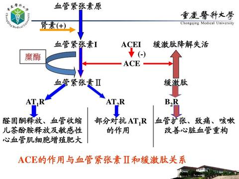 123联而系之发现缓激肽与血管紧张素的联系