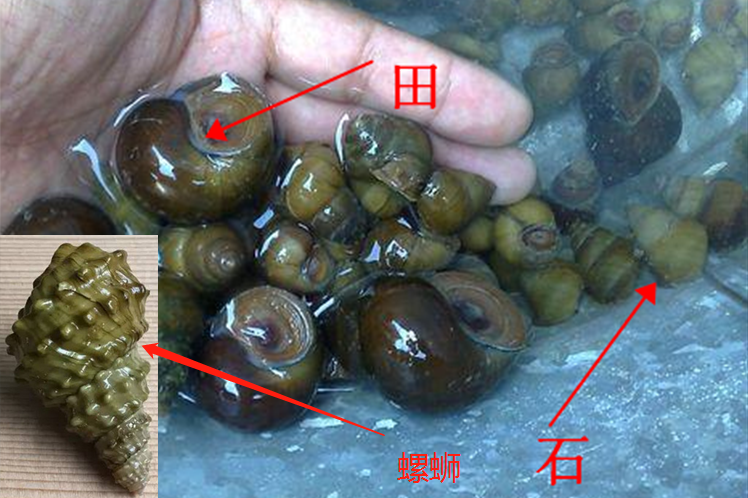 石螺 从小就被误以为就是田螺,我们实际上吃一直就是石螺,只是绝