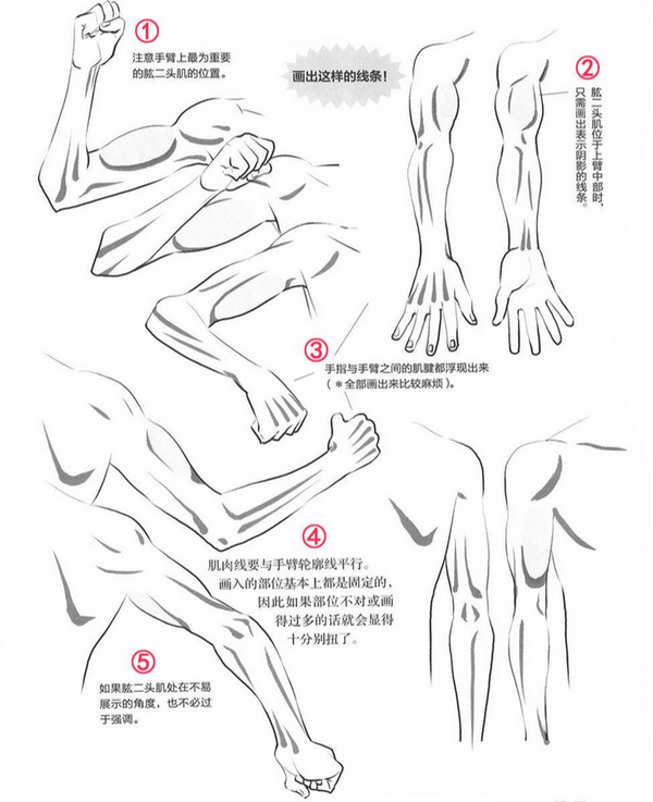 【绘画入门】教你从肩膀到手臂的画法