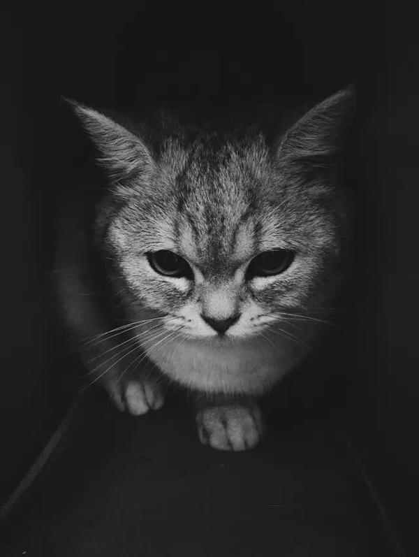 你拍过哪些好看的猫咪照片?