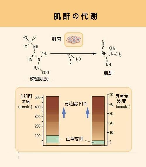 血肌酐又称为血清肌酐,或简称为肌酐,是肌肉在人体内代谢的产物,肌酐
