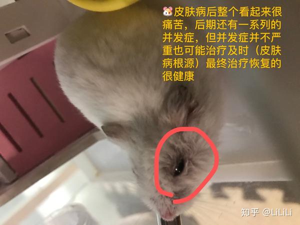 仓鼠皮肤病治疗