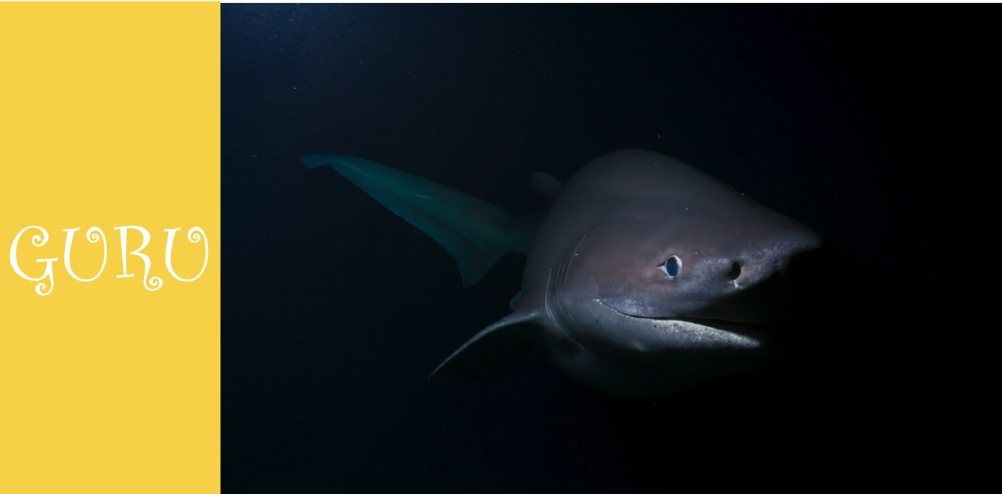 【看bbc纪录片学英语】第13期:蓝色星球ii - 海洋深处 - 灰六鳃鲨