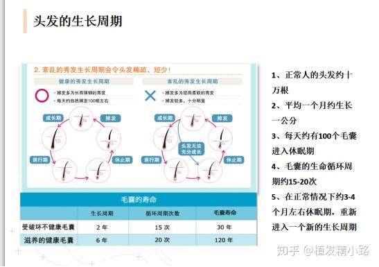 右图是毛囊的一个解剖图,我们种植毛发,就是整个毛囊给植入在皮下.