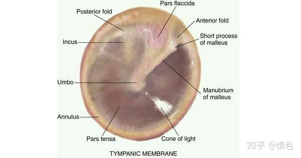 鼓室六壁(重中之重) 外壁 鼓膜(tympanic membrane)