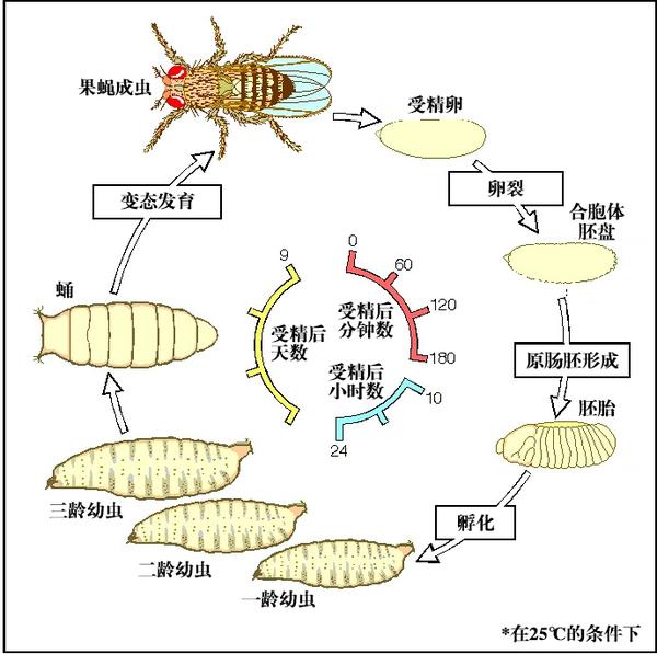 趣味模式生物开启诺奖之门的小昆虫黑腹果蝇