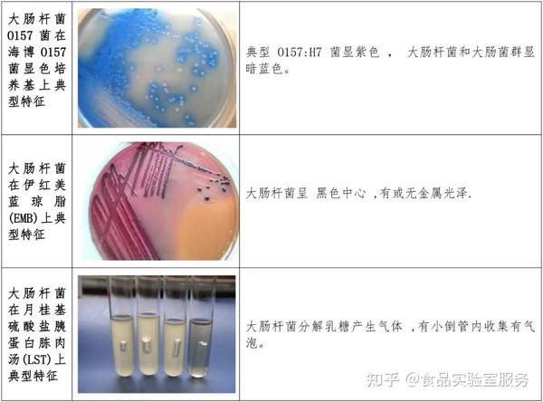 经验认识微生物菌落形态 知乎