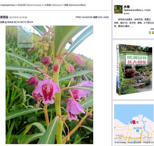 植物百科之凤仙花科