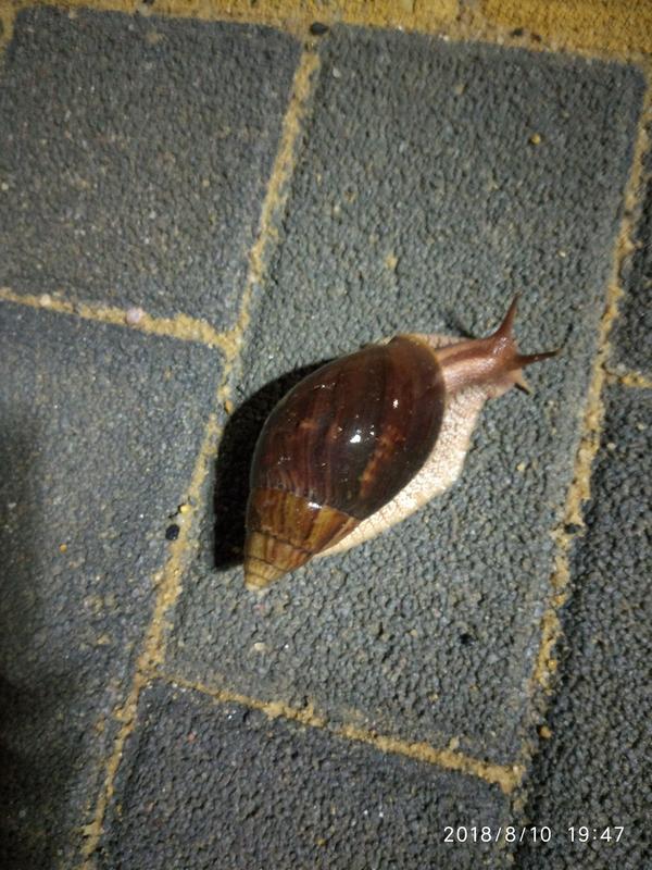 变成蜗牛非洲大食物严重入侵环境,把它模仿物种v蜗牛它?看鹦鹉神破坏闹铃现场图片