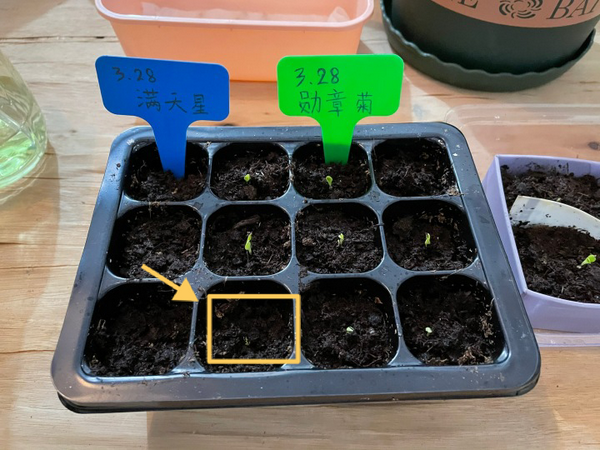 晚  勋章菊全部露头 这棵满天星也露了一点点头