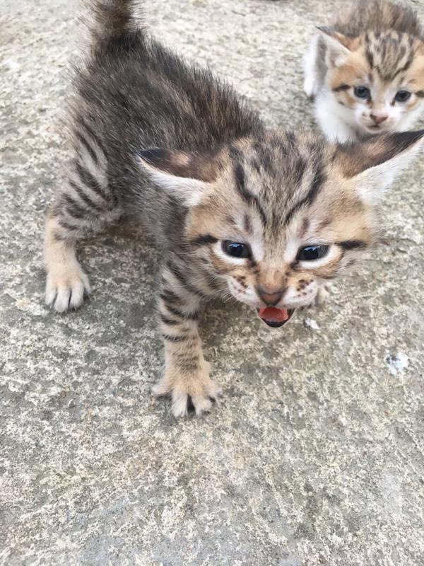 养狸花猫是什么样的体验?