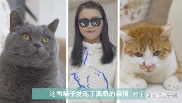 猫咪跳网红抖肩舞一脸认真莫名戳中笑点