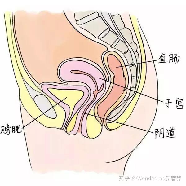 从图上可以看到,女 性肠道,阴道和尿道口的位置非常接近,治病菌可以借