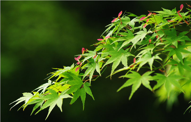 园林植物篇之鸡爪槭